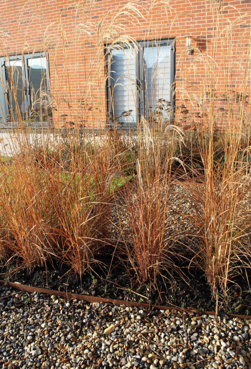 Low maintenance contemporary-style garden