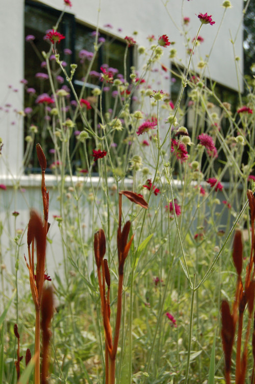 Border design and planting