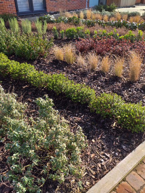 Contemporary front garden