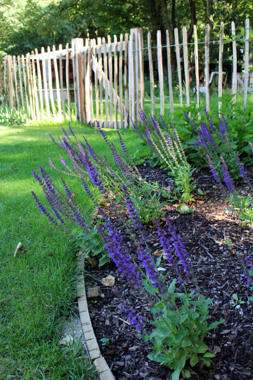 Wildlife woodland garden