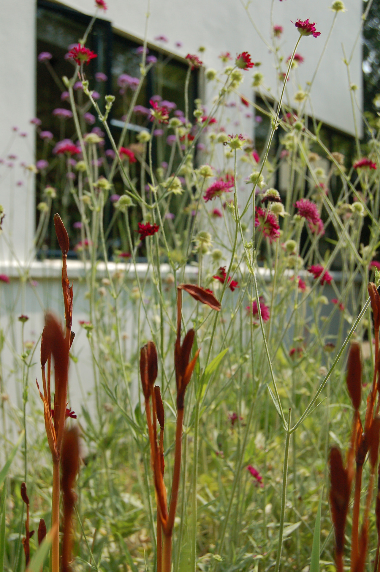 Border design and planting