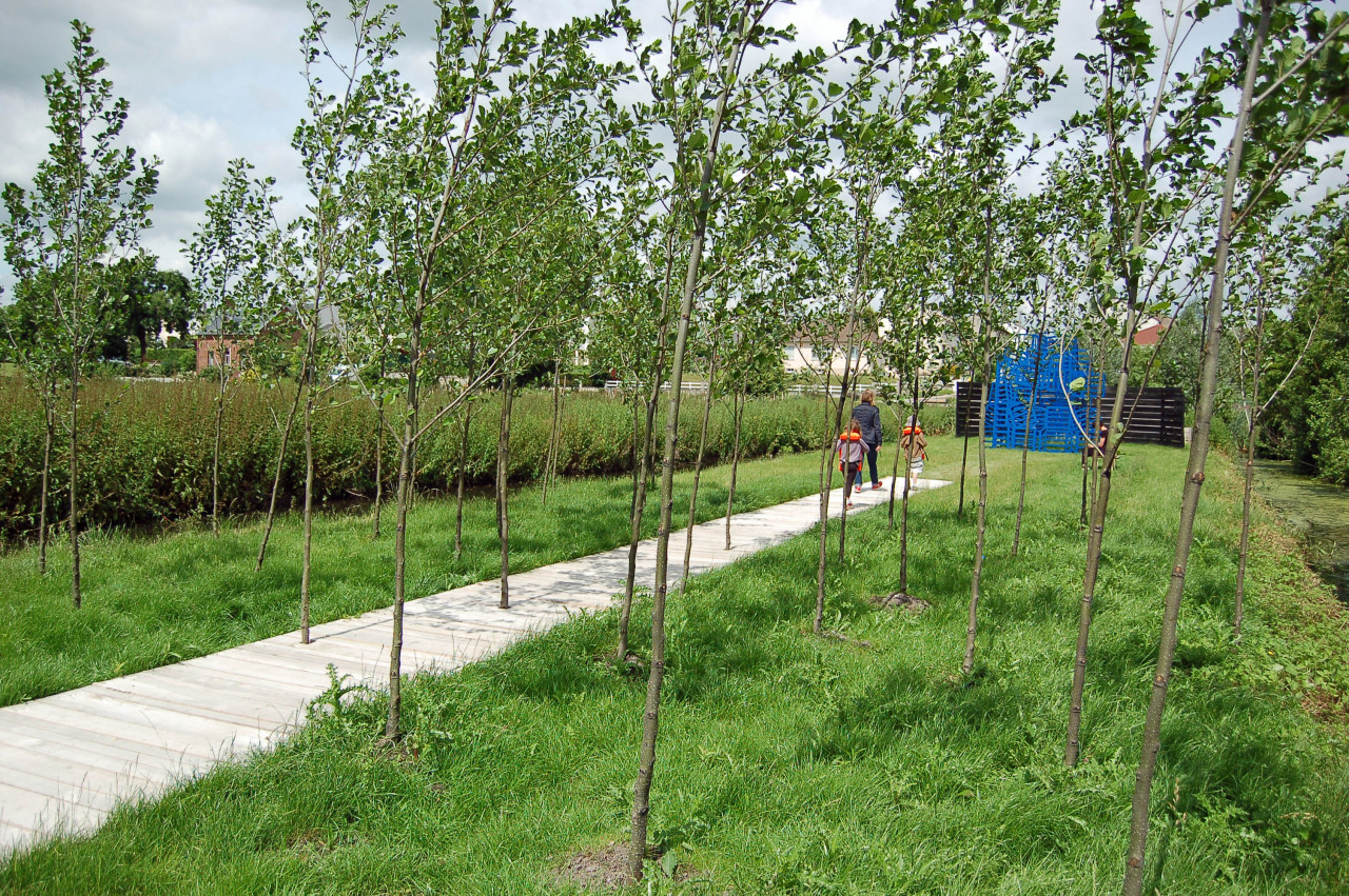 Landscape and art installation, woad planting